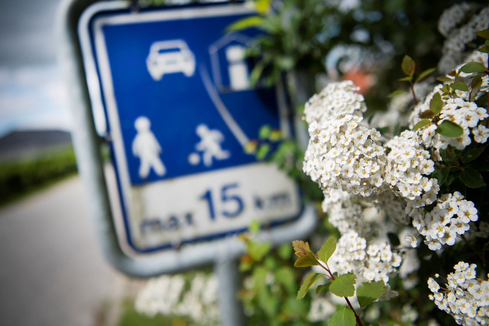 skilt og blomster
