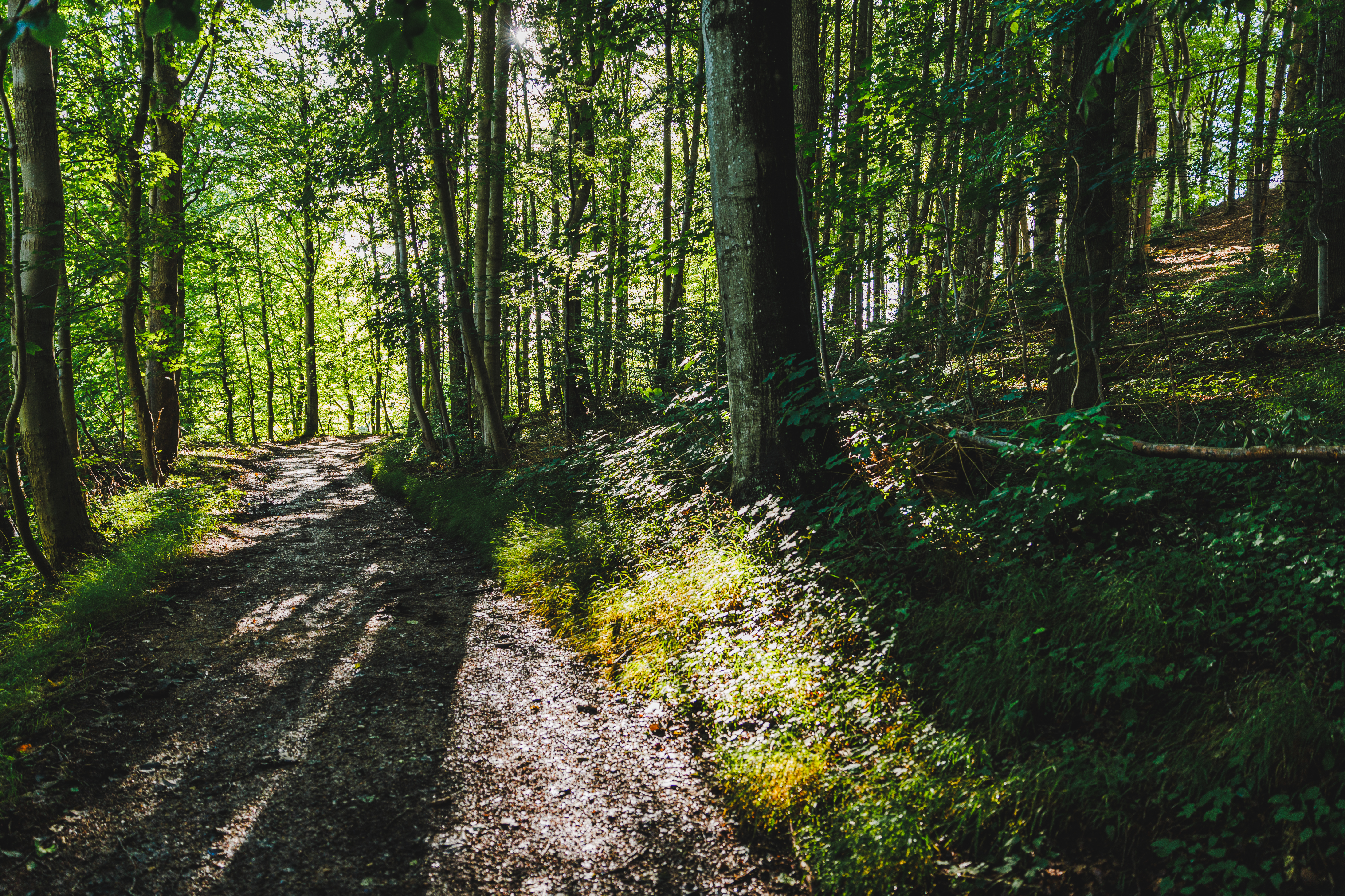 Skov i Elbodalen